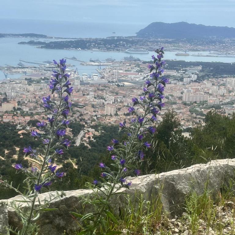 T2 cocooning Toulon center-4 people - Apartment mit 1 Schlafzimmer - 4