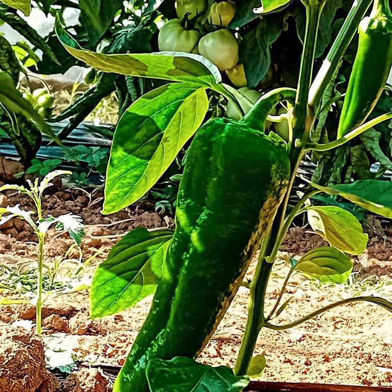 Vacation Home Mirasole - Vacation Home - 38