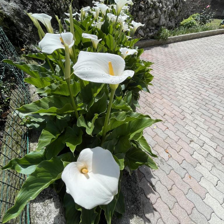 Le Calle Holiday Apartments - Studio-Apartment - 17