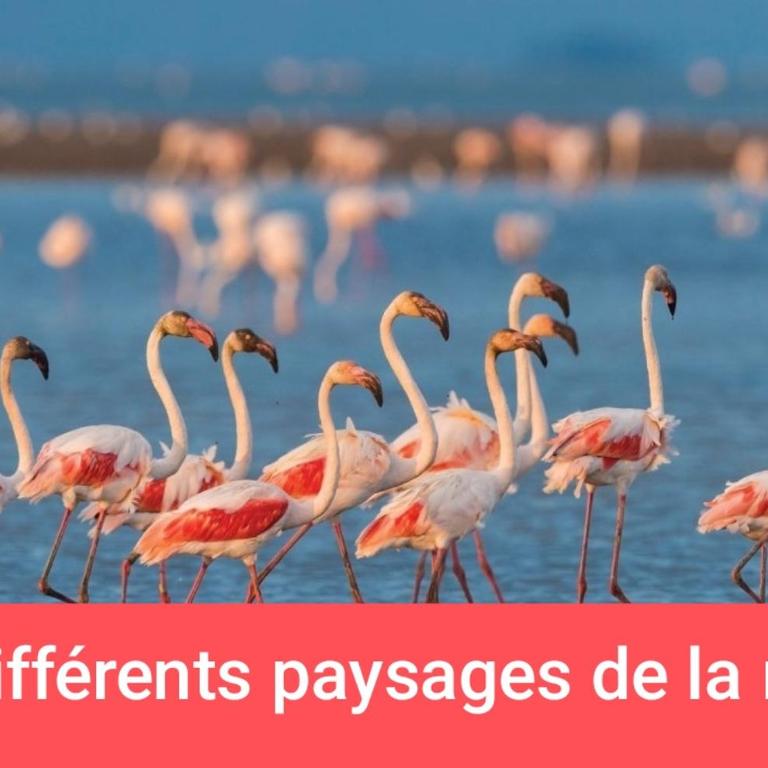 MONTPELLIER van aménagé SANS WC SANITAIRE ET CUISINE, JUSTE POUR DÉPANNER quelques nuits, PRÉVOIR UNE BATTERIE EXTERNE POUR LES TÉLÉPHONES MERCI DE BIEN LIRE LE DESCRIPTIF - Tent - 5