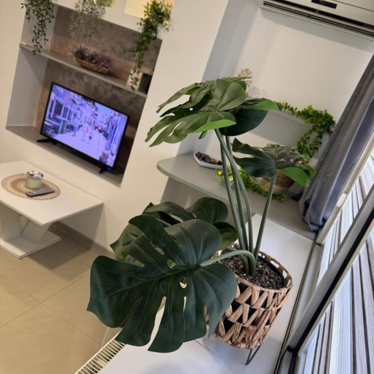 SpaNish apartman 6 - One-Bedroom Apartment - 2