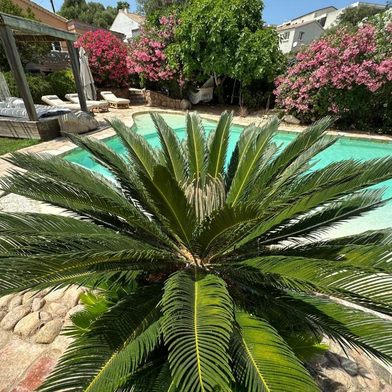 Luxueuse Villa, Hyper centre PORT de PORTO VECCHIO - Villa - 19