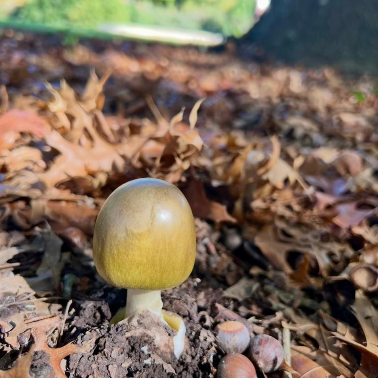 Casa en reserva natural en Lobos, 2 noches mínimo de estadía - Casa de 4 dormitorios - 53