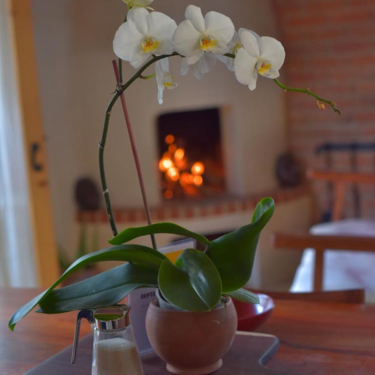 Las Casas Chiapas - Apartment - Split Level - 16