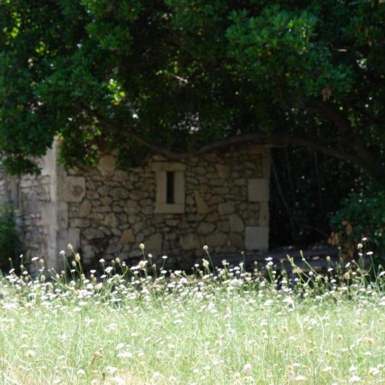 very pleasant provençal mas, typical to the region, with heated pool in saint remy de provence - 9 people - Maison de Vacances 4 Chambres - 20