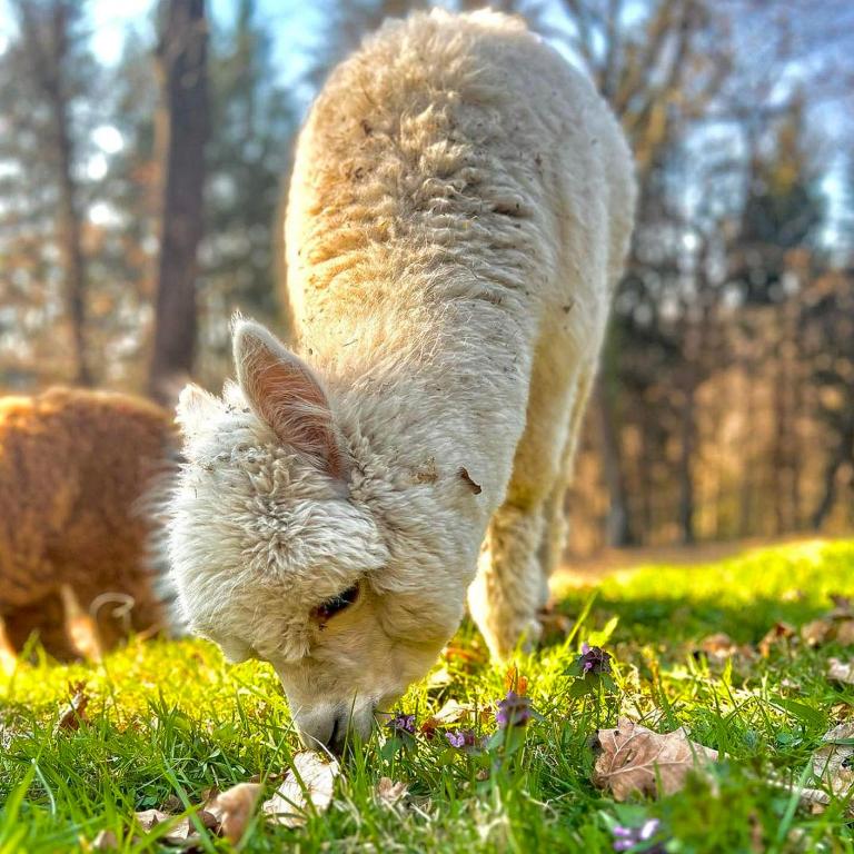 Sorti Alpaca by Lago Reisen - Appartement - 9