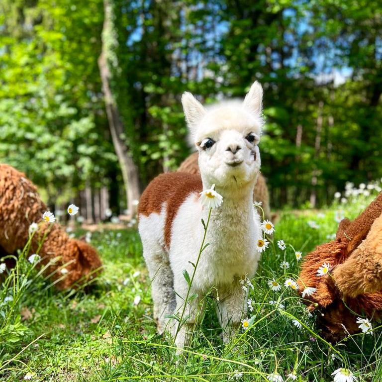 Sorti Alpaca by Lago Reisen - Appartement - 10