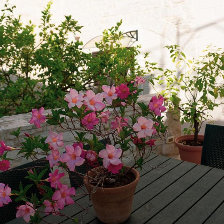 Il Giardino della Giudecca Trani - Casa con 1 Camera da Letto - 9