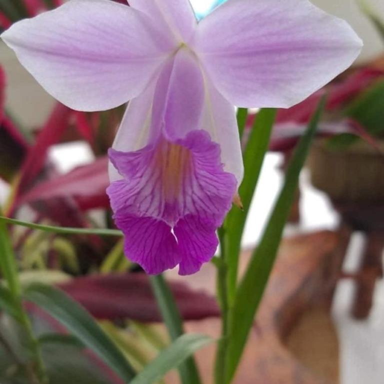 Tu encantador bungalow en a Lamas - Bungalow - 17