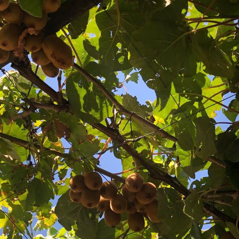 Guesthouse RED STAR - Apartment with Garden View - 5