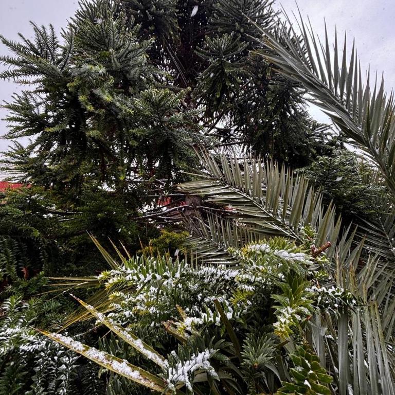 Pehuen Apartment - One-Bedroom Apartment - 5