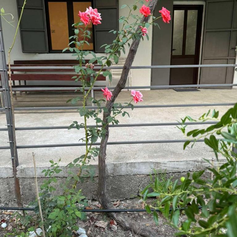 Apartman Pod lozom - Apartman sa 1 Spavaćom Sobom - 17