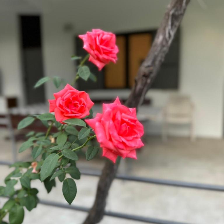 Apartman Pod lozom - Apartman sa 1 Spavaćom Sobom - 19