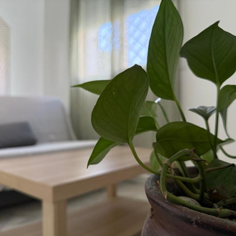 Salmedina - Apartamento de 1 dormitorio con vistas al jardín - 2