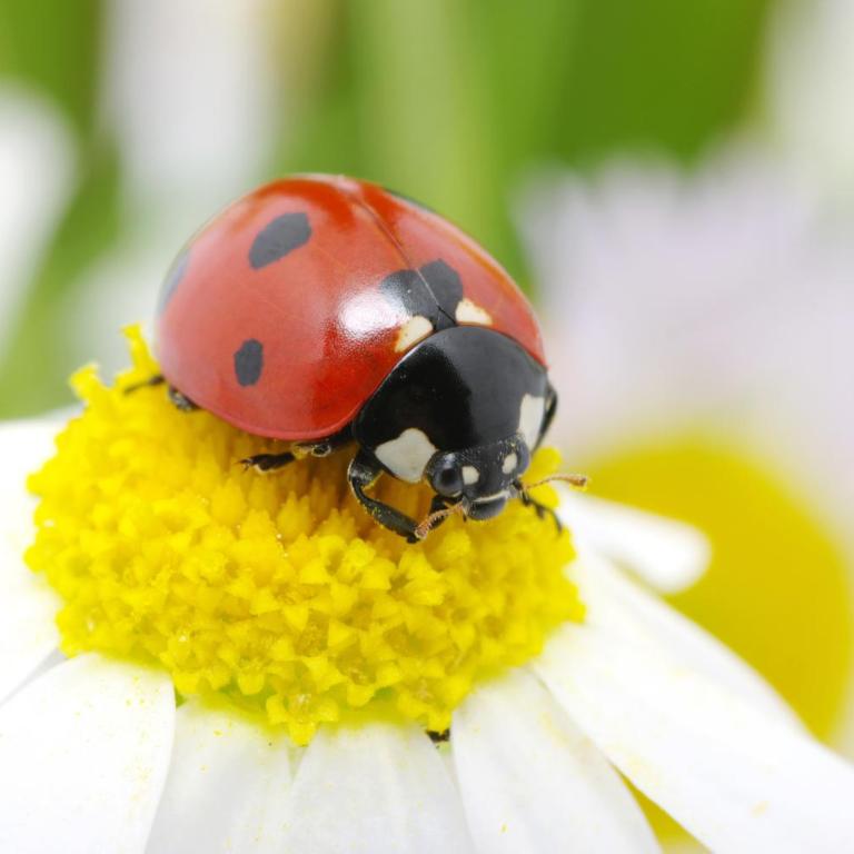 Casa per vacanze Coccinella - Casa con 2 Camere da Letto - 30