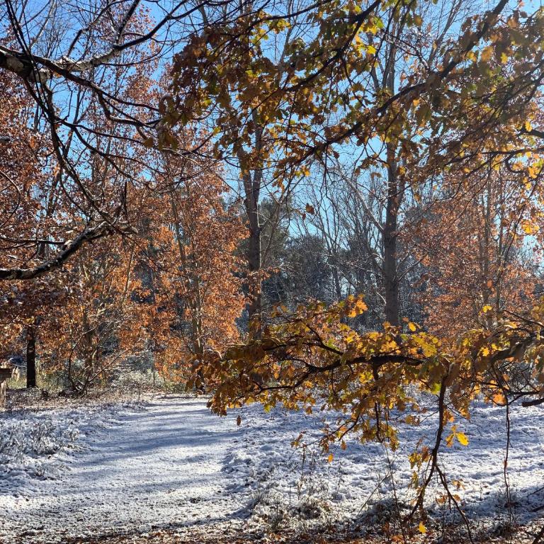 Cabaña del Bosque - One-Bedroom Chalet - 96
