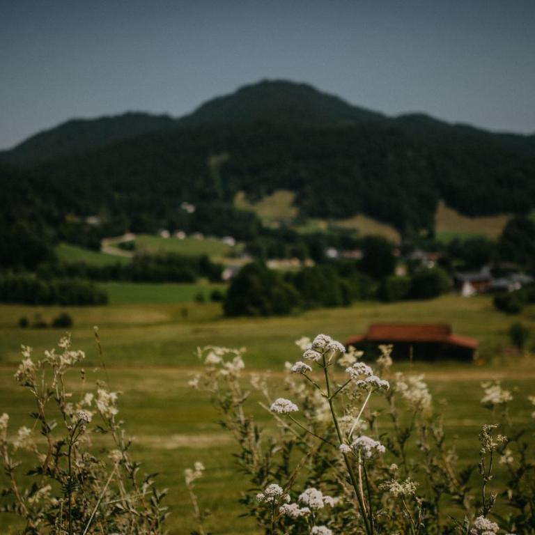 Haus Bergfrieden - Apartment mit Blick auf die Berge - 17