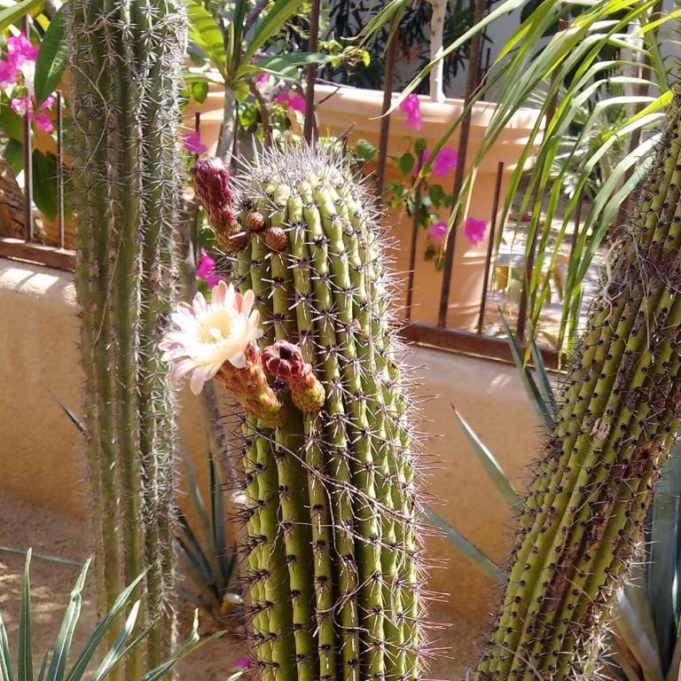 Beach 5 min walk - Private Casa Shona 5 Bedroom - Five-Bedroom House - 17