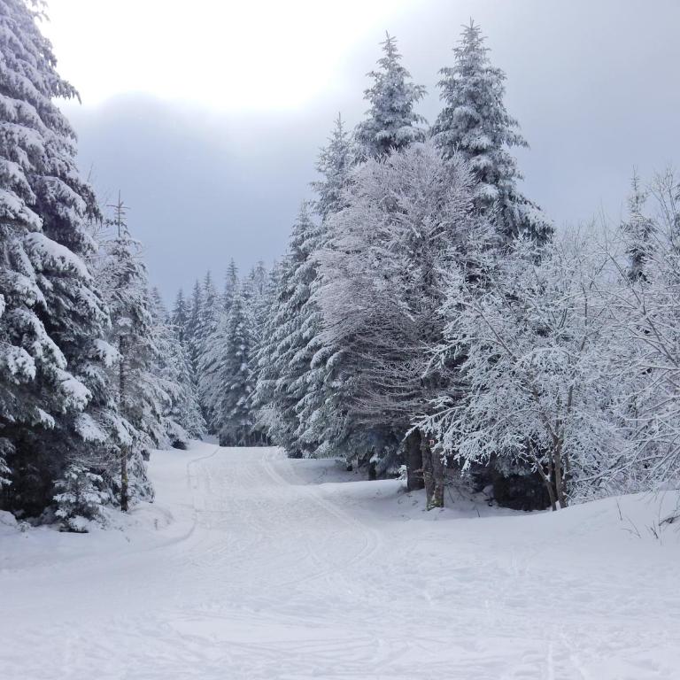 Chalet Les Sapins Argentés - Chalet - 24