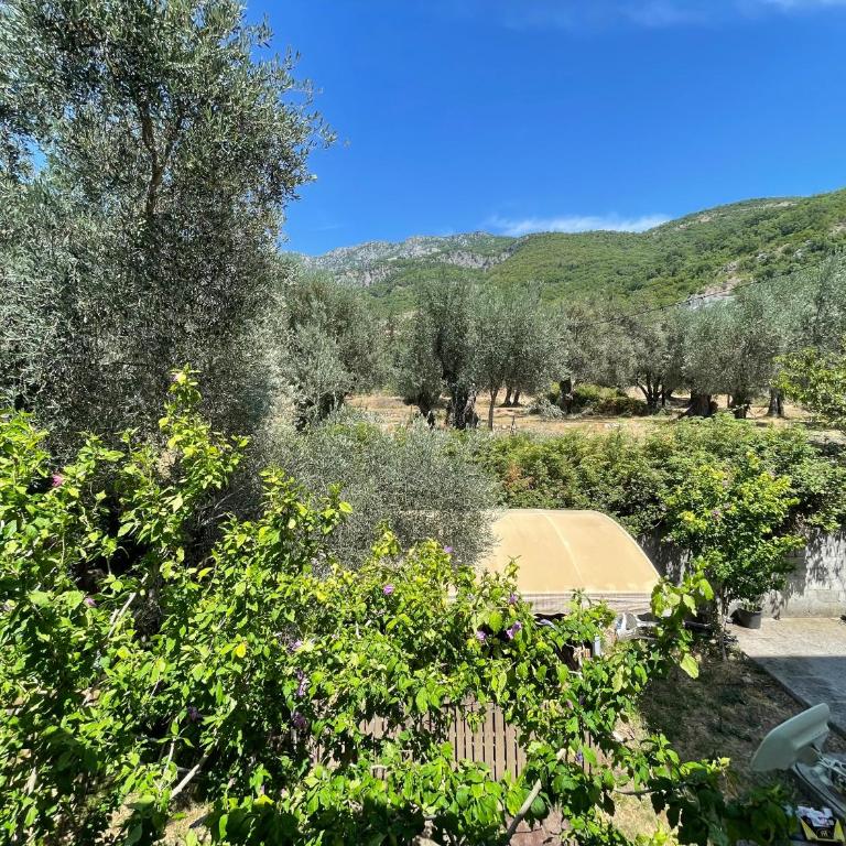 Aparments in the olives - Apartman sa 1 Spavaćom Sobom - 4