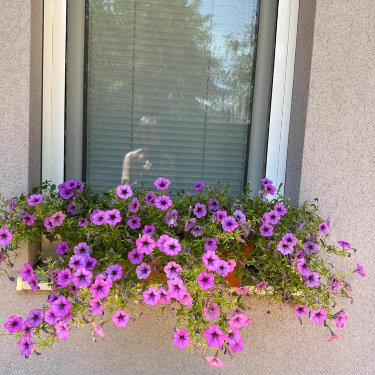 Apartments Uno - Apartment - Ground Floor - 44