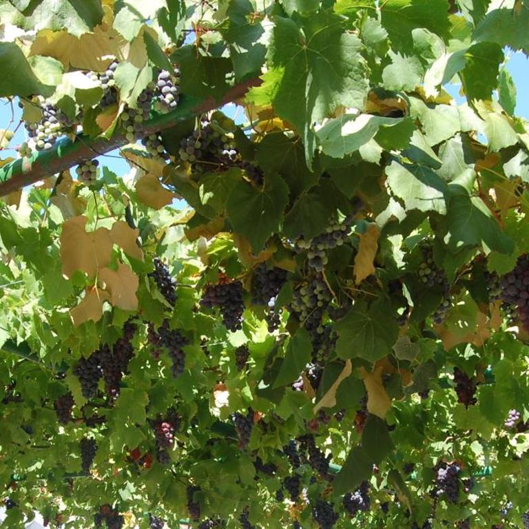 Vila Montenegro - One-Bedroom Apartment - 39