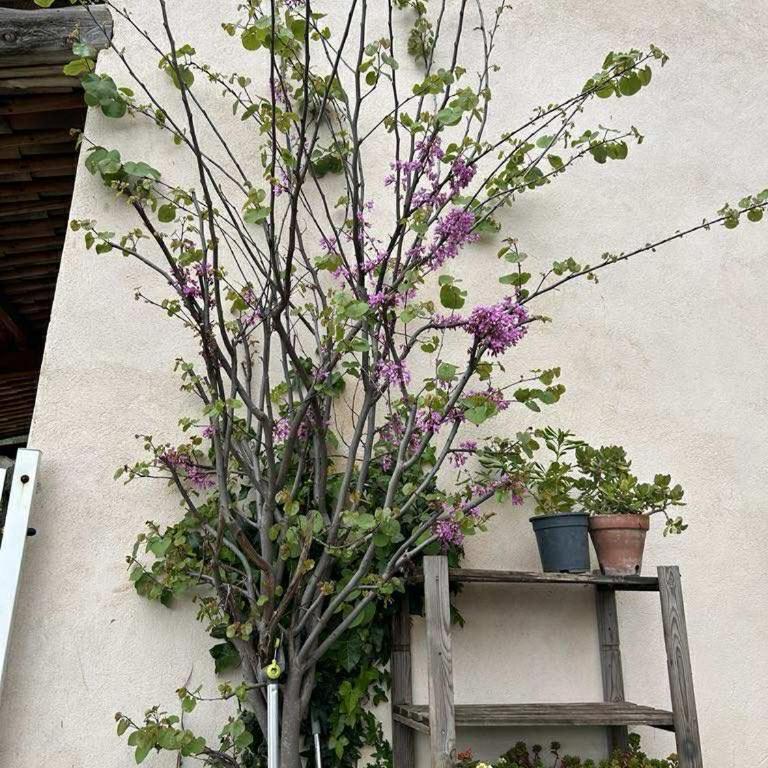 Family Villa SMB - Villa - Vue sur Jardin - 36
