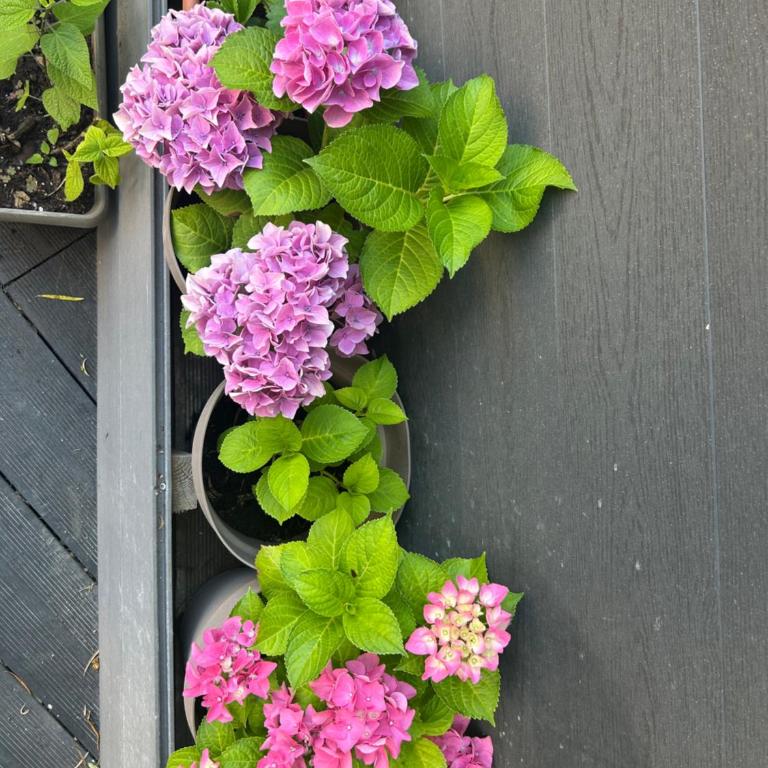Family Villa SMB - Villa - Vue sur Jardin - 15