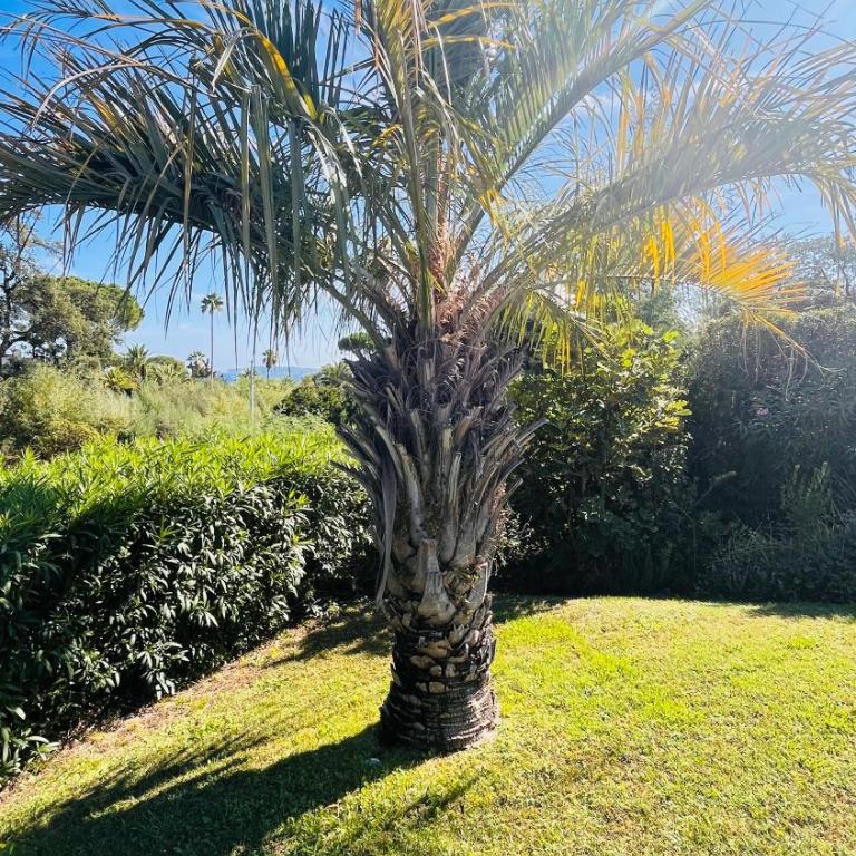 Luxueuse Villa vue mer avec piscine Golfe de St Tropez 14 personnes - Villa - 25