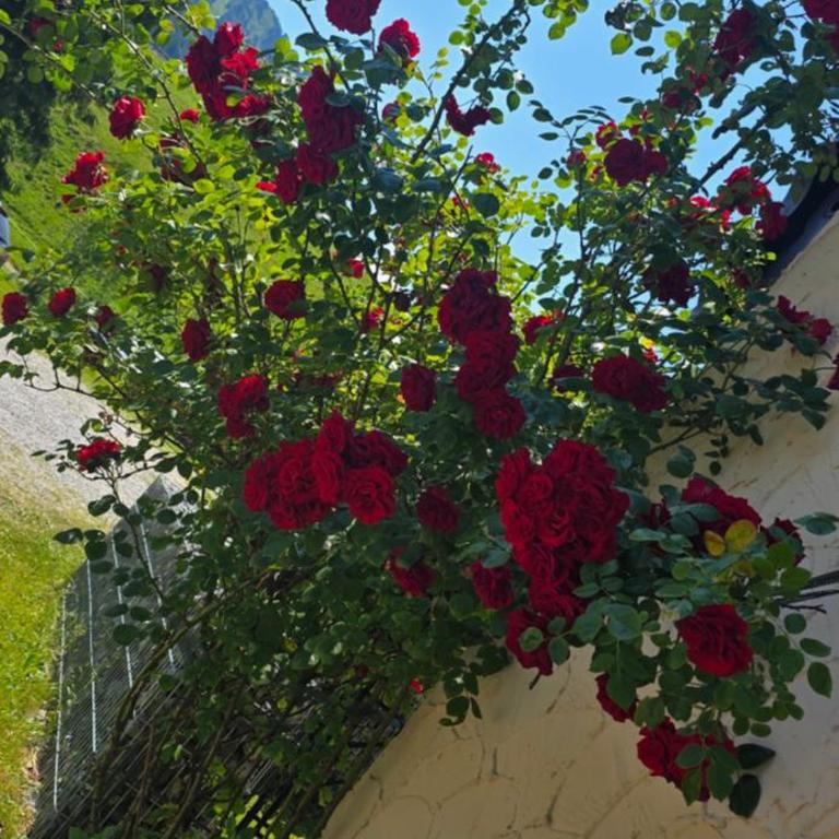 Erd´s Hoimatle Ferienwohnung - Appartement avec Balcon - 1