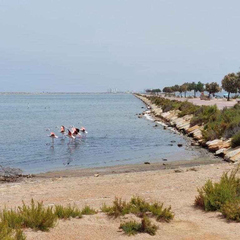 Torrevieja4u Front Sea View Apartment - Apartamento de 3 dormitorios - 42