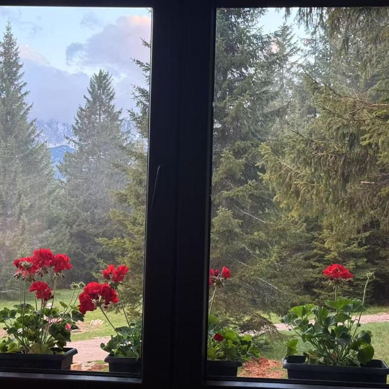 Durmitor Peaks and Pines - Studio with Mountain View - 10