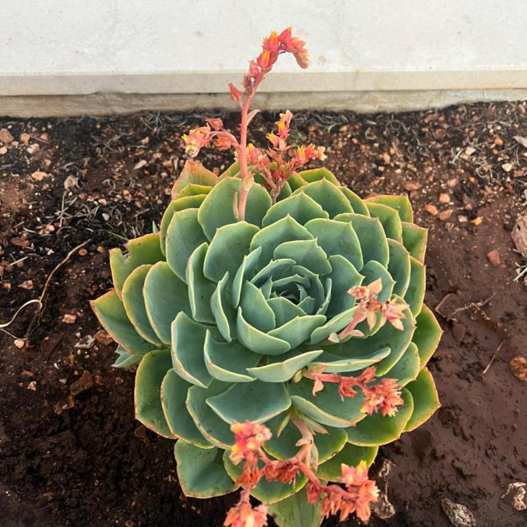 Villa Maluso - Vila sa 3 Spavaće Sobe - 13