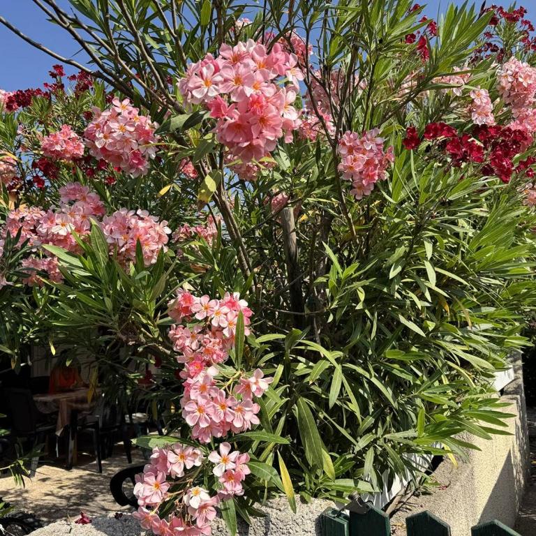 HOLIDAYLAND VILLA 415 T2 MEZZANINE 6 couchages NARBONNE PLAGE - Maisonnette - 3