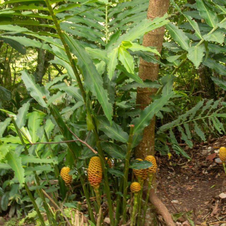 Habitación familiar o para amigos con acceso al rio y mucha naturaleza - Apartamento de 1 dormitorio - 74