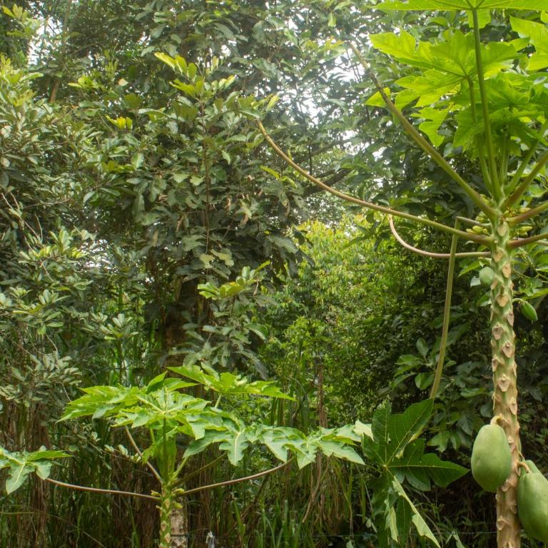 Habitación ideal para familia o amigos a borde de rio y mucha naturaleza - Apartamento de 1 dormitorio - 66