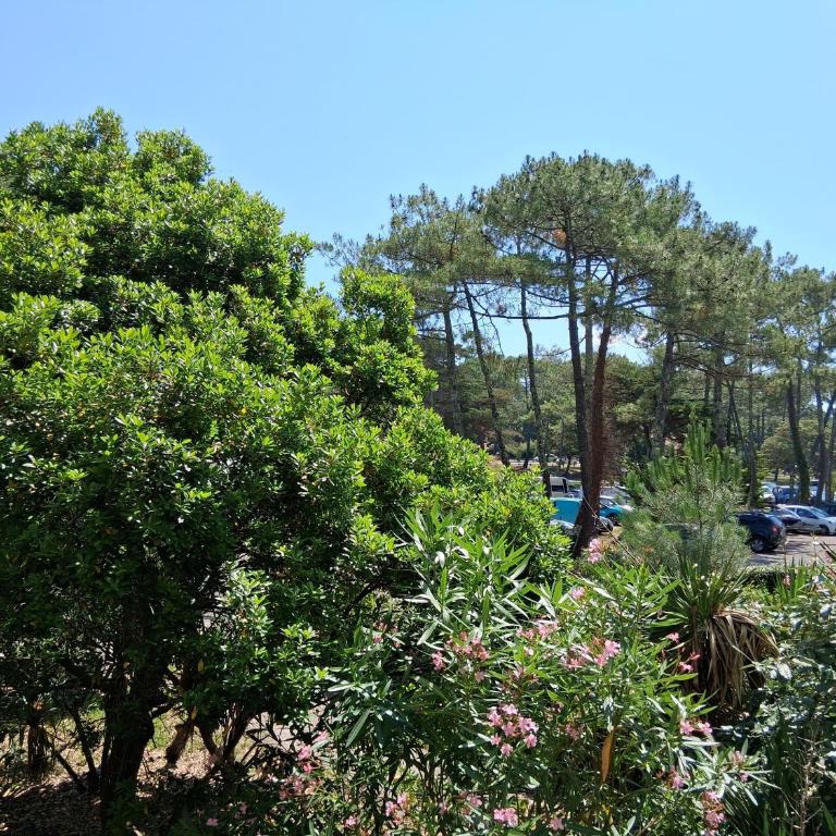 Appartement T2 à Seignosse - Plages et Commerces à Pied - Appartamento con 1 Camera da Letto - 14