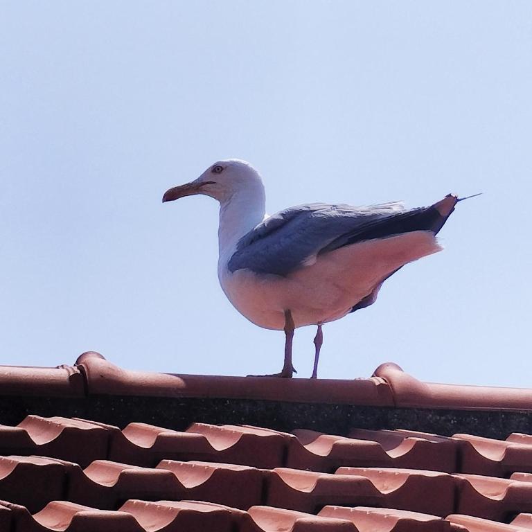 Seagulls, Elegance and Freedom - Appartamento con 2 Camere da Letto - 3
