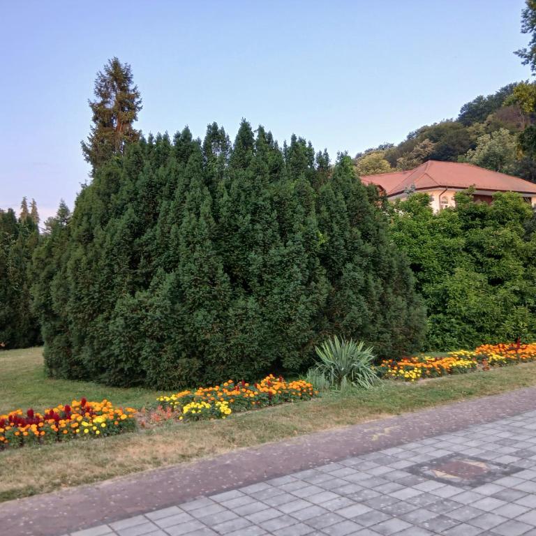 Tri srca - Apartman sa 1 Spavaćom Sobom - 59