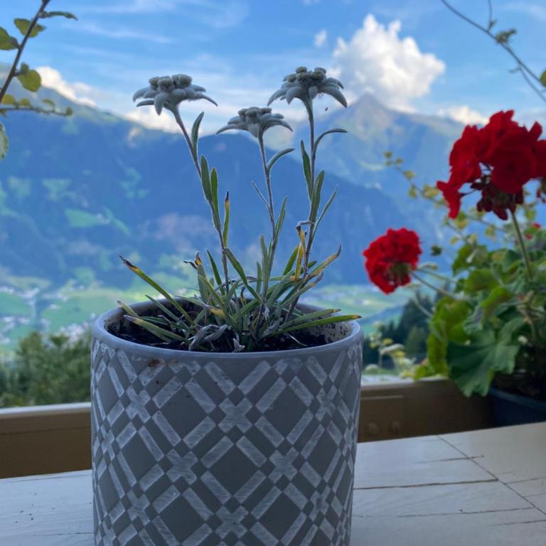 Appartement Sonnenschein im Ferienhaus Johanna in Mayrhofen-Hippach- Nähe der Skipiste - Apartment mit 3 Schlafzimmern und Bergblick - 35