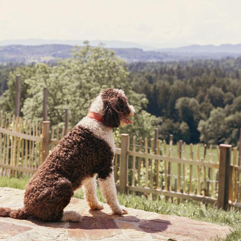 Am Wildbachberg - Luxus Ferienhäuser mit Infinitypool, Privatsauna und Weinkeller - Deluxe Villa - 13