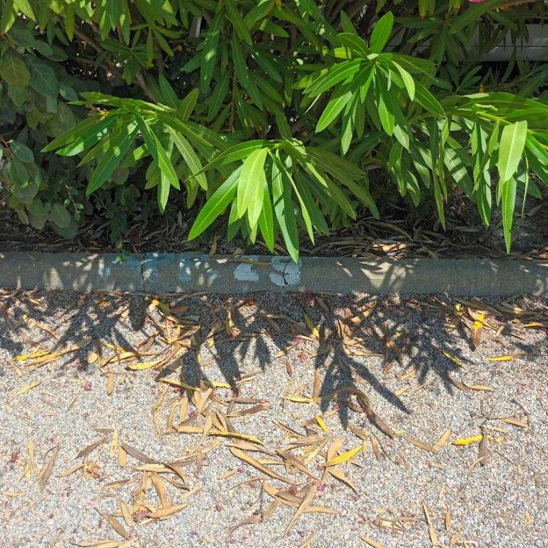Saint-Cyprien Plage - Apartment mit 2 Schlafzimmern - 14