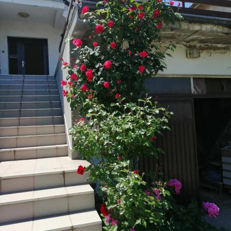 Apartmani Sokobanja Alexandar - Apartman sa Pogledom na Planinu - 7