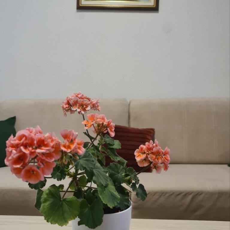 Vila Marija - Apartman sa 2 Spavaće Sobe - 14