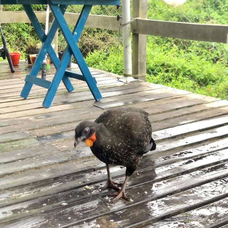 El Domo y La Petaca Delta del Tigre - Apartamento de 1 dormitorio con jardín - 14