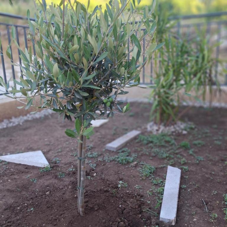 Green Harmony - Apartman sa 1 Spavaćom Sobom - 13
