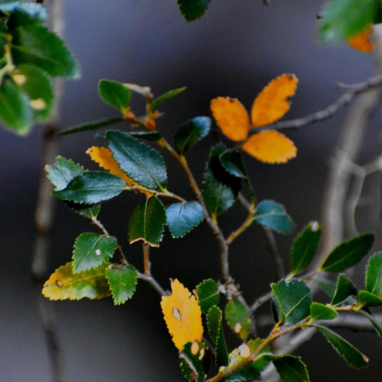 cabañas la brama - Apartamento de 1 dormitorio - 4