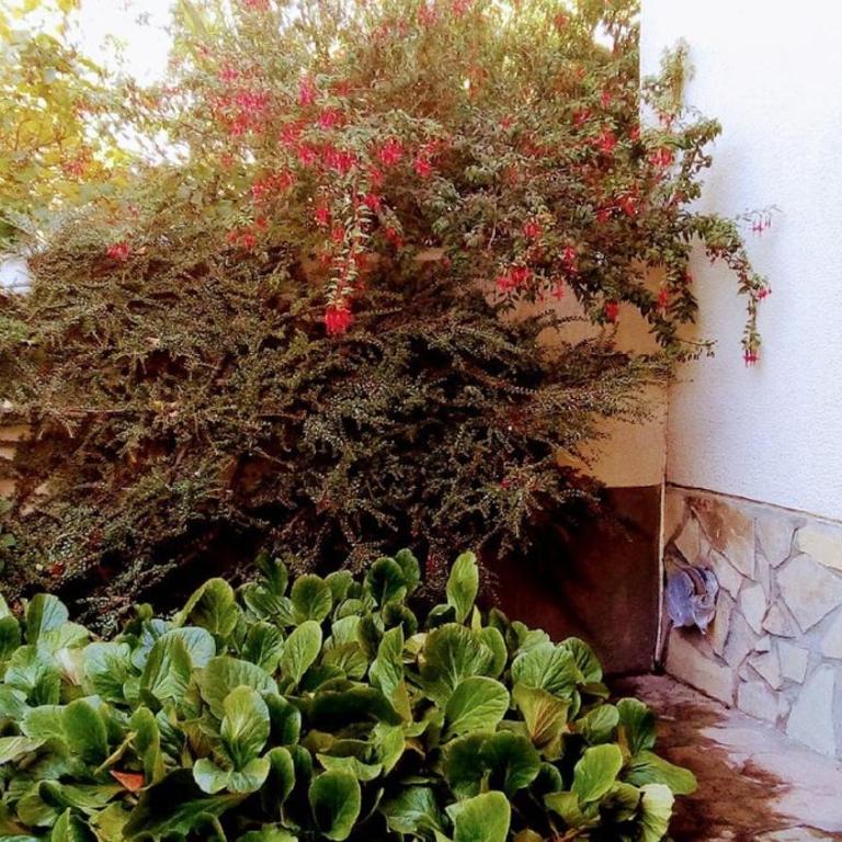 Casa de Maia - Casa de 2 dormitorios - 48