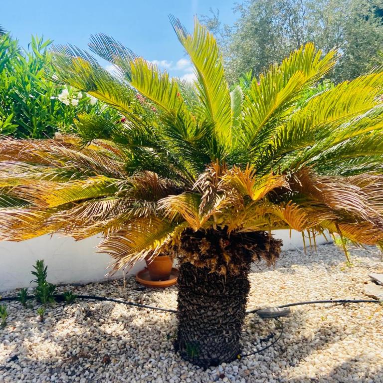 Jávea Villa entière piscine et cuisine d'été à pinosol - Villa de 2 dormitorios - 10