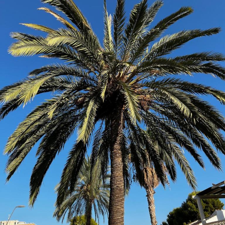 among palm trees in Playa Flamenca - Apartamento de 2 dormitorios - 16